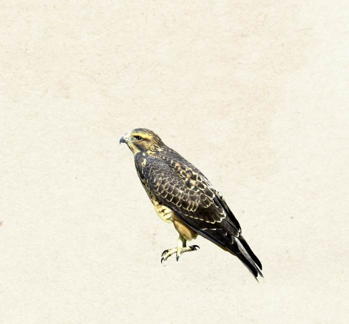 rough legged hawk